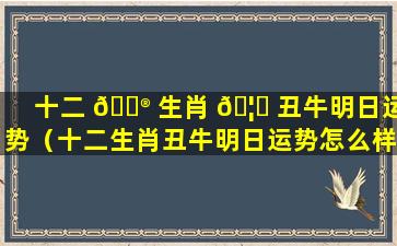 十二 💮 生肖 🦍 丑牛明日运势（十二生肖丑牛明日运势怎么样）